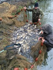 A drag net full of stock fish
