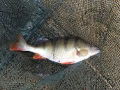 Not only Carp but some massive Perch came out too
