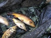 Some lovely coloured fish were in there as well
