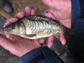 A lovely scaley fish
