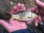 A lovely scaley fish
