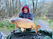 36 lb common caught couple of days ago by Dave 'the Minnow'
